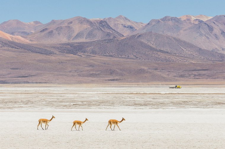 032 Salar de Surire, vicuna.jpg